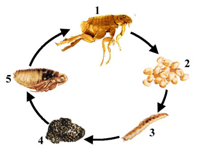 Life cycle of a flea