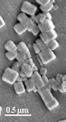 Fesem image of molecular clip aggregates