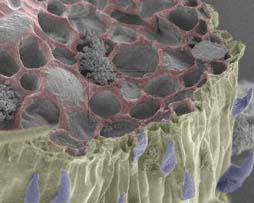 SEM view of a fracture through a leaf vein