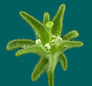 Homeotic mutations in the flower