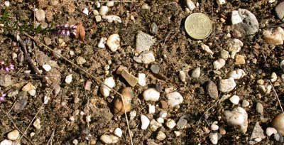Gravel in the soil of Heumensoord