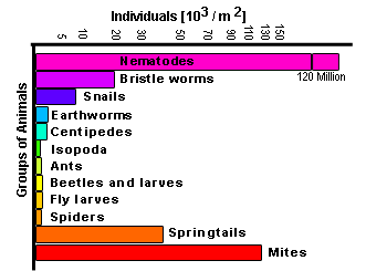 Biodiversity of animals in the soil