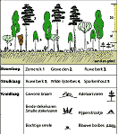 berken-eiken-bos