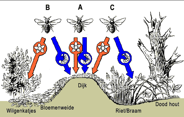 Dijk als habitat voor bijen