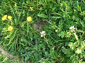 Vegetatie op de dijkhelling in de Ooijpolder