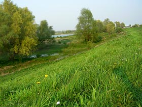 Onbeweide dijkhelling in de Ooijpolder