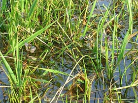 Waterplanten in de Ooij