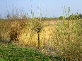 Spring vegetation in the Groenlanden