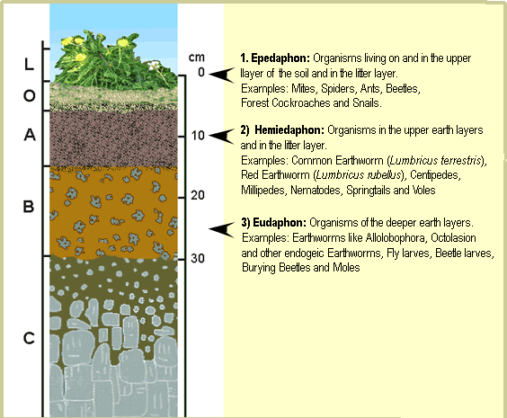 Layering of groups of animals in the soil