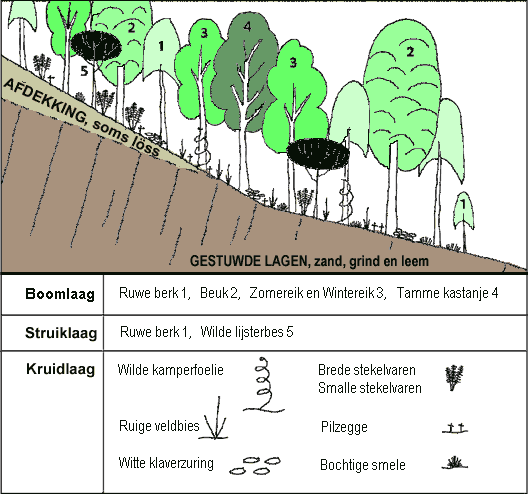 Planten langs een helling op de stuwwal in het Rijk van Nijmegen