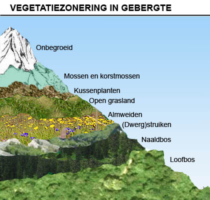 Verticale vegetatiezonatie langs een berghelling