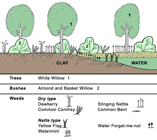 soft wood riparian zone in the Ooij