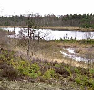 Zonation in the river banks of the Hatertse Fens