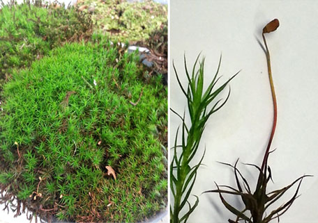 Atrichum: left view moss plantlets, middle view gametophyte, right -old- sporophyte consisting of seta and capsule; the sporophyte has developed on top ogf the female gametophyte; photo Stefan Vriend 
