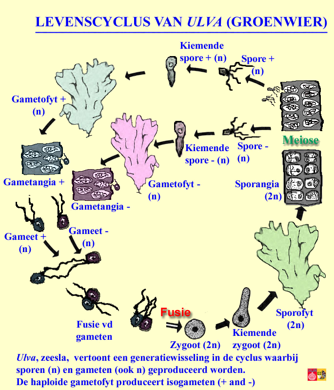 Жизненные стадии водорослей. Жизненный цикл водорослей Ульва. Жизненный цикл ульвы схема. Цикл развития ульвы схема. Ульва цикл развития.