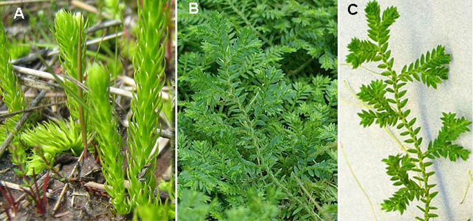 habitat van Lycopodium en Selaginella; foto van Lycopodium: Wilhelm Benus