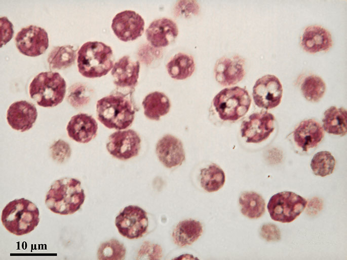 Microscopcal views of stained chlamydomonas