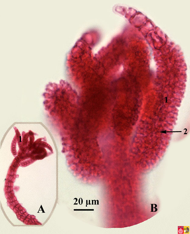polysiphonia gametophyte detail
