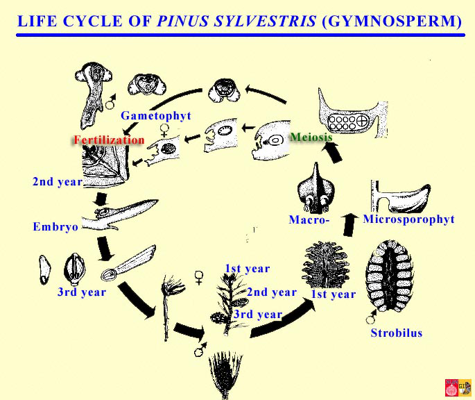Life cycle of Pinus sylvestris (pine Gymnosperms)
