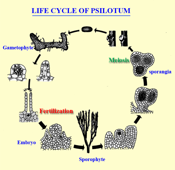 life cycle of Psilotum, whisk fern