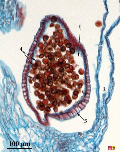 Microsporangium of Selaginella