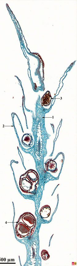 macrosporangium of Selaginella