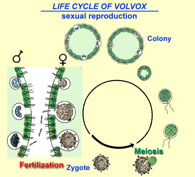 Life cycle of Volvox: sexual reproduction