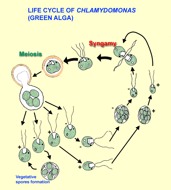 life cycle of Chlamydomonas