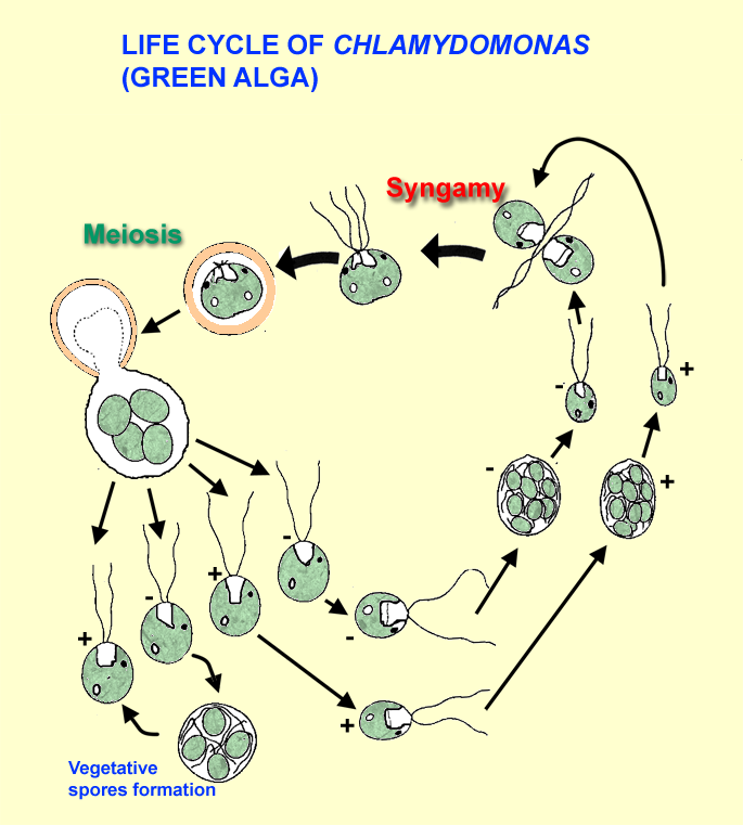 Chlamydomonas Labeled Diagram