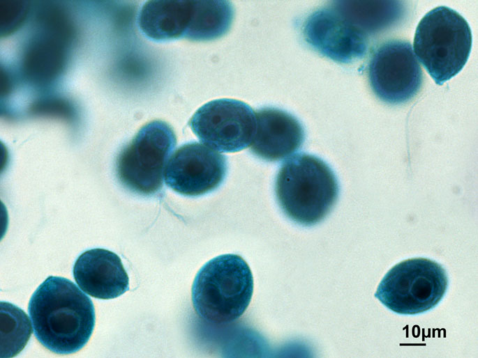 Microscopische opname van gekleurd chlamydomonas