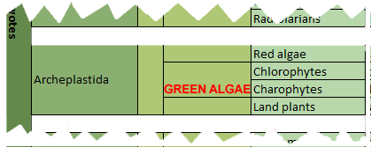 classification green algae