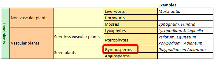 classification Gymnosperms