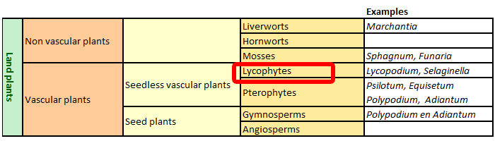 classification of Lycophyta