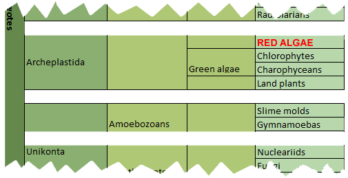 classification red algae