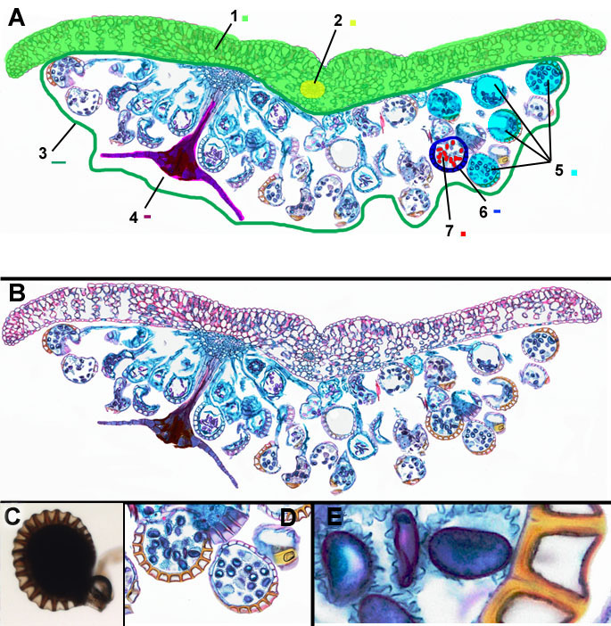 fern-indusium-sori-sporen