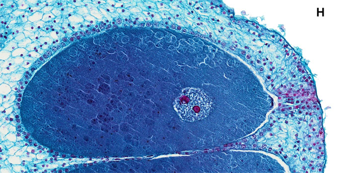 detail egg cell with nucleus