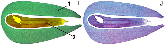 ripe embryo of pine