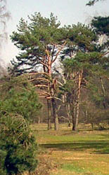 Habitus Pinus (pine)