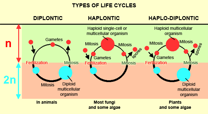 Life cycles algae & plants