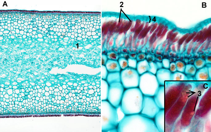 Laminaria turox: Thallus overzicht en detail van sporangia