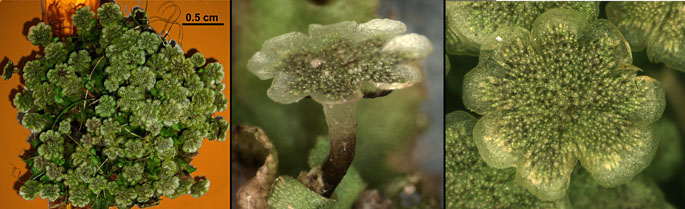 Macrofoto's van antheridiofoor van Marchantia