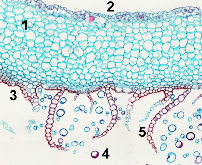 Life cycle of Marchantia (Hepatophyta, Liverwort)