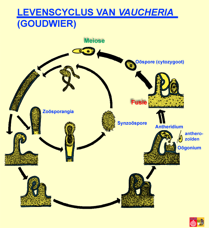Levenscyclus van Vaucheria