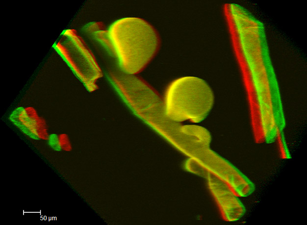 Stereo rood-groen anaglyf projectie van vaucheria