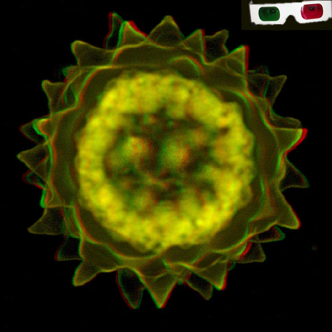 Red-green anaglyph stereo projection of Volvox zygote (confocal laser scanning microscopy)