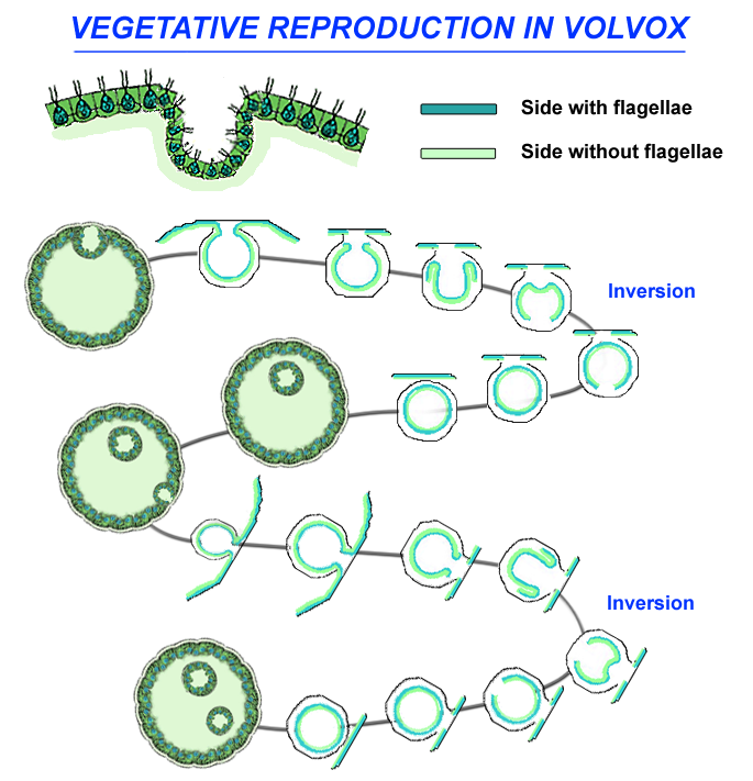 Life cycle of Volvox: vegetative/asexual reproduction
