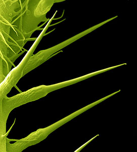 SEM image of hairs of Stinging Nettle