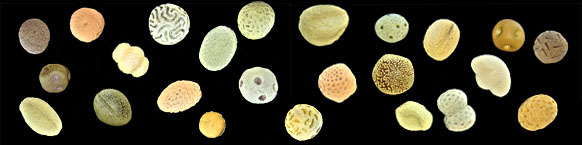 Ceramic pollen Birgit Vogels