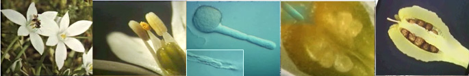 film by Dr. Lichtscheidl cs on pollen tube growth and fertilization in plants