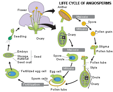 Life cycle of higher plants